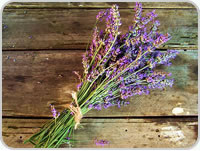 Lavanda